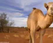 Camelo (6)