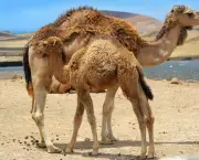 Camelo (7)