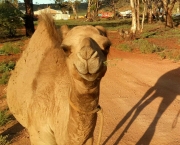 Camelo (10)