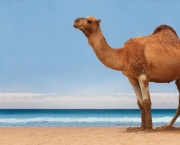 Camelo (11)