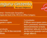 Canguru-Cinzento (2).jpg