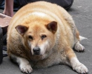 big-fat-dog-fatty-300x262