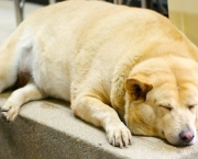 fat-dog (1)
