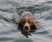 Swimming_dog_bgiu