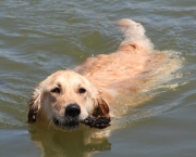 swimdog