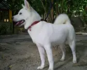 Cão Akita (2)