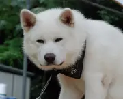 Cão Akita (3)