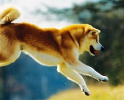 Cão Akita (5)