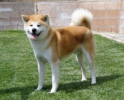 Cão Akita (6)