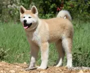 Cão Akita (7)