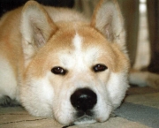 Cão Akita (9)