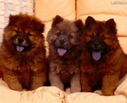 Cozy-Couch,-Chow-Chow-Puppies