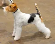cão-fox-terrier-1