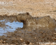 ARKive image GES043414 - Capybara