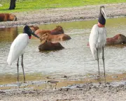 Capivaras no Pantanal (17)