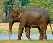 Caracteristica Do Elefante (3)