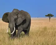 Caracteristica Do Elefante (1)