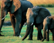 Caracteristica Do Elefante (3)
