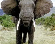 Caracteristica Do Elefante (5)