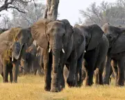 Caracteristica Do Elefante (10)