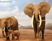 Caracteristica Do Elefante (12)