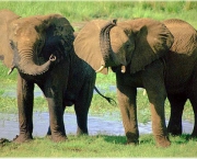 Caracteristica Do Elefante (4)