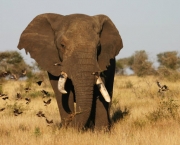 Caracteristica Do Elefante (5)
