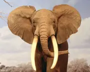 Caracteristica Do Elefante (6)