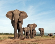 Caracteristica Do Elefante (8)