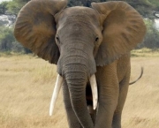 Caracteristica Do Elefante (15)