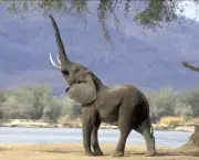 Caracteristica Do Elefante (16)