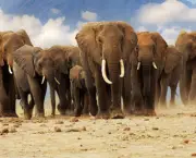 Caracteristica Do Elefante (17)