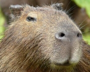 Características Da Capivara (1)