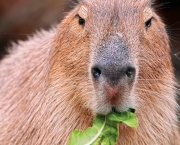 Características Da Capivara (1)