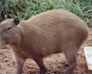 Características Da Capivara (2)