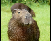 Características Da Capivara (3)