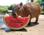 Características Da Capivara (4)