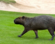 Características Da Capivara (5)