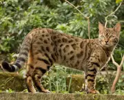 Características do Gato Bengal (7)