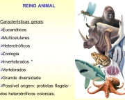 Caracteristicas do Reino Animalia (3)
