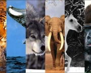 Caracteristicas do Reino Animalia (10)