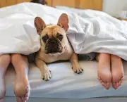 Dog-laying-under-covers-with-couple