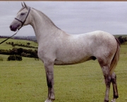 Cavalo Andaluz Brasileiro (2)