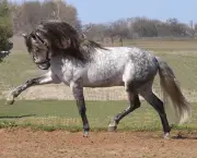 Cavalo Andaluz Brasileiro (3)