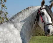 Cavalo Andaluz Brasileiro (4)