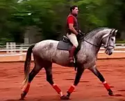 Cavalo Andaluz Brasileiro (5)