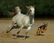 Cavalo Árabe Um Animal De Porte (1)