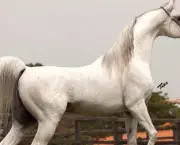 Cavalo Árabe Um Animal De Porte (2)