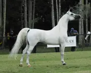 Cavalo Árabe Um Animal De Porte (3)