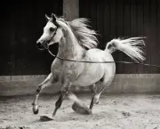 Cavalo Árabe Um Animal De Porte (5)
